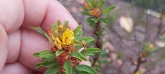 Pultenaea tuberculata