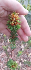 Pultenaea tuberculata