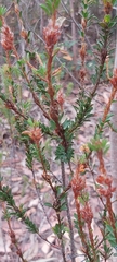 Pultenaea tuberculata