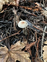 Lepiota castaneidisca
