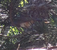 Ortalis poliocephala