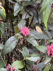 Justicia carnea