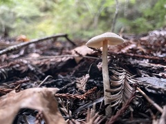 Lepiota castaneidisca