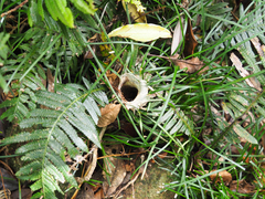 Arbanitis robertcollinsi