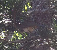 Ortalis poliocephala