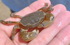 Paragrapsus quadridentatus