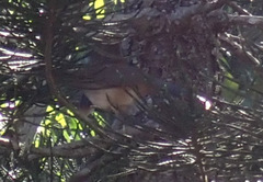 Ortalis poliocephala