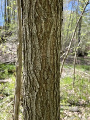 Ulmus glabra