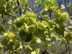 Ulmus glabra