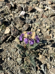 Phacelia crenulata