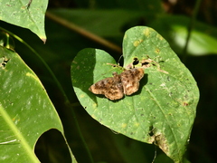 Nisoniades rubescens