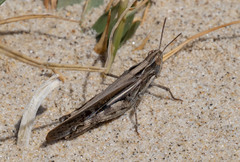 Aiolopus thalassinus dubius