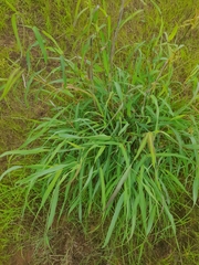 Cymbopogon