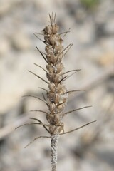 Plantago aristata