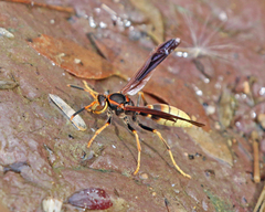 Polistes comanchus