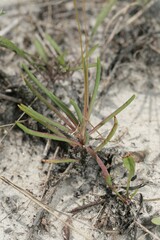 Phemeranthus rugospermus