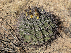Ferocactus emoryi emoryi