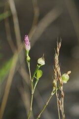 Phemeranthus rugospermus