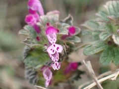 Lamium amplexicaule