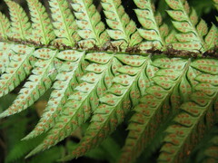 Polystichum rigens