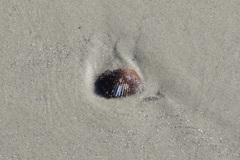 Lunarca ovalis