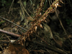 Polystichum rigens