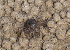 Mictyris longicarpus