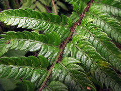 Polystichum rigens