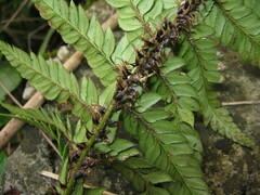 Polystichum rigens