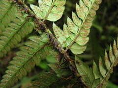 Polystichum rigens