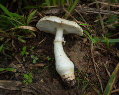 Agaricus