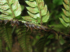 Polystichum rigens