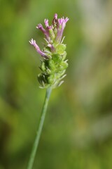 Polygala incarnata