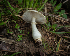 Agaricus