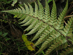 Polystichum rigens