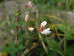Lespedeza virgata