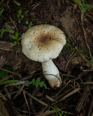 Agaricus