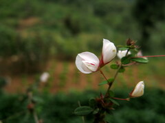 Lespedeza virgata