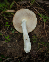 Agaricus