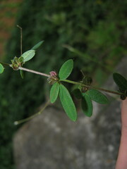 Lespedeza virgata