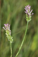 Polygala incarnata