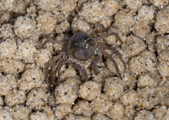 Mictyris longicarpus