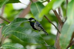 Parus cinereus