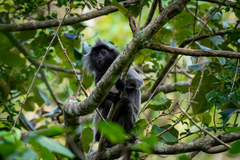 Trachypithecus cristatus