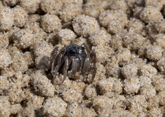 Mictyris longicarpus