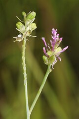 Polygala incarnata