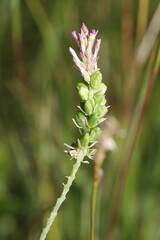 Polygala incarnata
