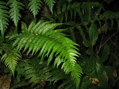Polystichum rigens