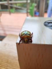 Anoplognathus olivieri