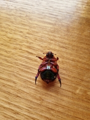 Anoplognathus olivieri